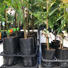 Load image into Gallery viewer, Avocado | Edranol