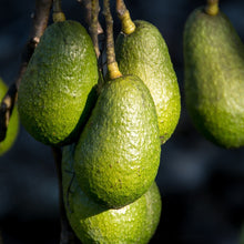 Load image into Gallery viewer, Avocado | Sharwill