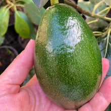 Load image into Gallery viewer, Avocado | Bacon