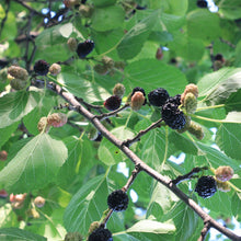 Load image into Gallery viewer, Mulberry | Dwarf Black Mulberry