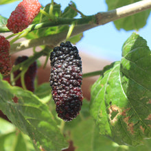 Load image into Gallery viewer, Mulberry | Dwarf Black Mulberry