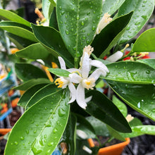 Load image into Gallery viewer, Calamansi | Calamondin Kumquat
