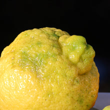 Load image into Gallery viewer, Lemon | Bush Lemon
