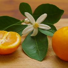 Load image into Gallery viewer, Calamansi | Calamondin Kumquat
