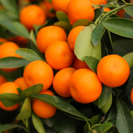 Calamansi | Calamondin Kumquat