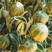 Load image into Gallery viewer, Kumquat | Variegated