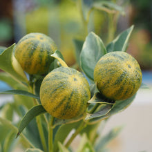 Load image into Gallery viewer, Kumquat | Variegated