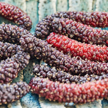 Load image into Gallery viewer, Mulberry | Dwarf Red Shahtoot