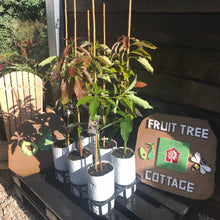 Load image into Gallery viewer, Avocado | Hazzard (Semi-Dwarf)