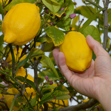 Load image into Gallery viewer, Lemon | Eureka