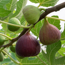 Load image into Gallery viewer, Fig | Brown Turkey