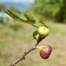 Load image into Gallery viewer, Fig | Brown Turkey