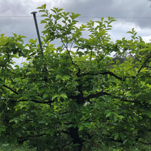 Load image into Gallery viewer, Persimmon | Fuyu