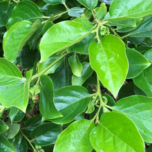 Load image into Gallery viewer, Persimmon | Fuyu