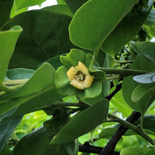 Load image into Gallery viewer, Persimmon | Nightingale