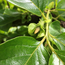 Load image into Gallery viewer, Persimmon | Nightingale