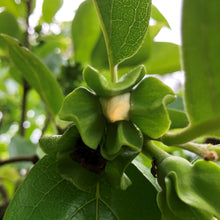 Load image into Gallery viewer, Persimmon | Fuyu