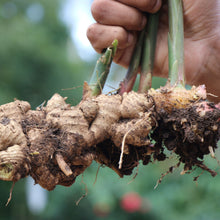 Load image into Gallery viewer, Ginger | Zingiber Officinale