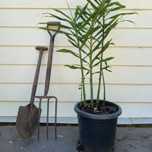 Load image into Gallery viewer, Ginger | Zingiber Officinale