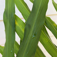 Load image into Gallery viewer, Ginger | Zingiber Officinale