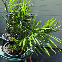 Load image into Gallery viewer, Ginger | Zingiber Officinale
