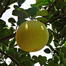 Load image into Gallery viewer, Grapefruit | Marsh