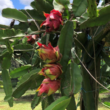 Load image into Gallery viewer, Dragon Fruit | Red