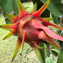 Load image into Gallery viewer, Dragon Fruit | Red