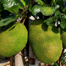 Load image into Gallery viewer, Jackfruit | Galaxy