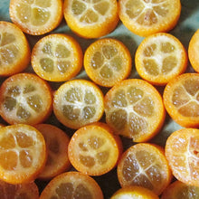 Load image into Gallery viewer, Calamansi | Calamondin Kumquat