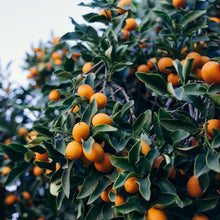 Load image into Gallery viewer, Kumquat | Meiwa