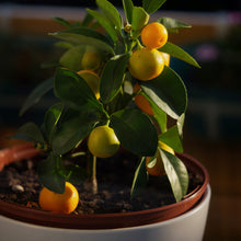 Load image into Gallery viewer, Kumquat | Meiwa