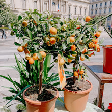 Load image into Gallery viewer, Kumquat | Nagami