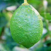 Load image into Gallery viewer, Lime | Tahitian