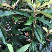 Load image into Gallery viewer, Loquat | Nagasakiwase