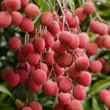 Load image into Gallery viewer, Lychee Bundle | 4 Lychee Varieties