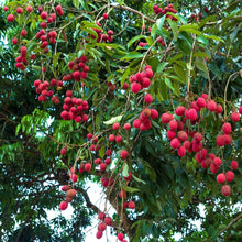 Load image into Gallery viewer, Lychee Bundle | 4 Lychee Varieties