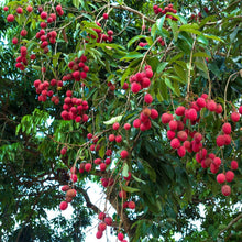 Load image into Gallery viewer, Lychee Bundle | Lychee Duo