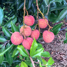 Load image into Gallery viewer, Lychee | Baitaying