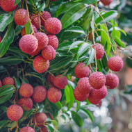 Lychee | Wai Chee