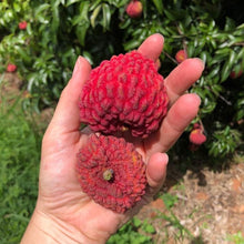 Load image into Gallery viewer, Lychee Bundle | Lychee Duo