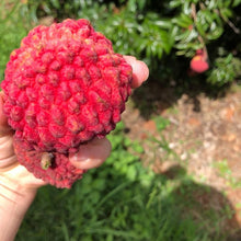 Load image into Gallery viewer, Lychee Bundle | 4 Lychee Varieties