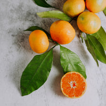 Load image into Gallery viewer, Mandarin | Avana Late Imperial