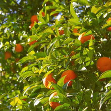 Load image into Gallery viewer, Mandarin | Honey Murcott