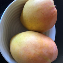 Load image into Gallery viewer, Mango | Bowen / Kensington Pride