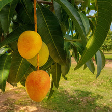 Load image into Gallery viewer, Bowen Mango hanging from a tree