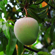 Load image into Gallery viewer, R2E2 Mango hanging from tree