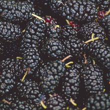 Load image into Gallery viewer, Mulberry | Dwarf Black Mulberry