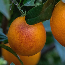 Load image into Gallery viewer, Orange | Cara Cara Blood Navel