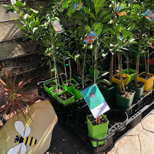 Load image into Gallery viewer, Orange | Cara Cara Blood Navel